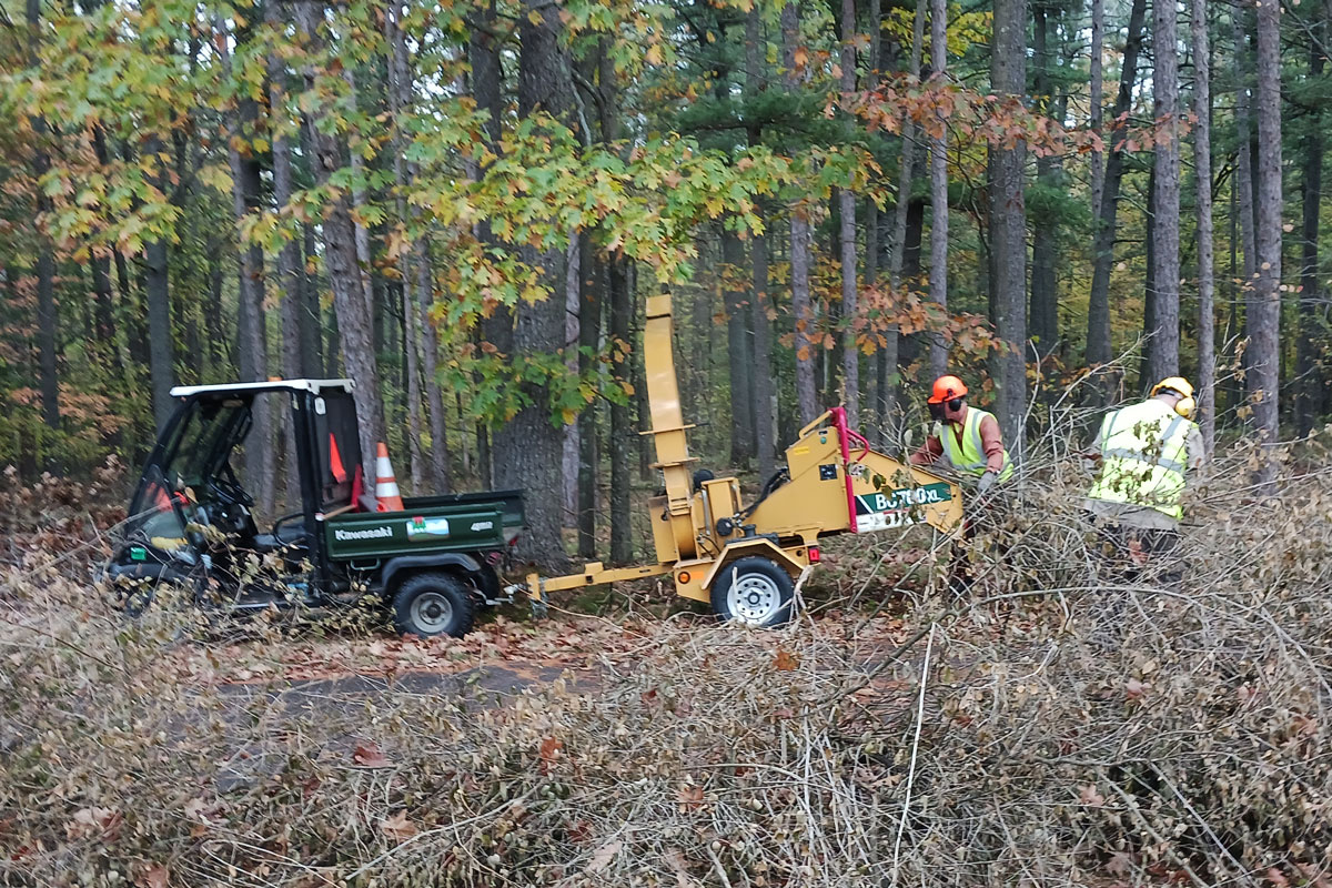 Invasive Species Removal