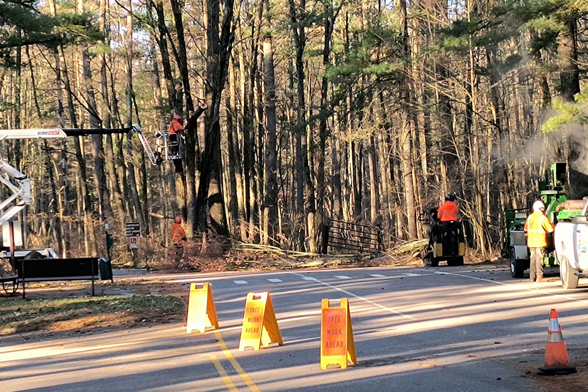 Diseased and Hazardous Tree Removal