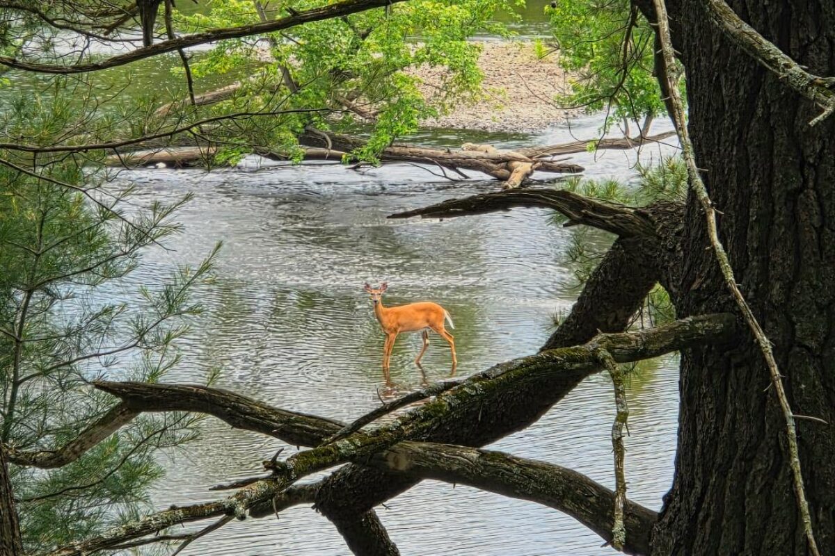 3 Wildlife-WALKING ON WATER